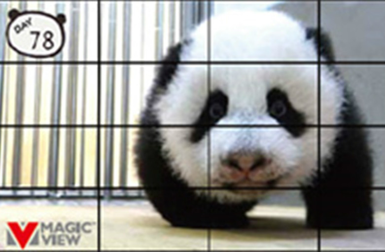 Taipei Zoo Video Wall Rental Solution